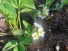 Как запрет на манкоцеб помог развитию рынка биопестицидов