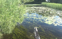 В видеопутешествии по реке Сейм цапля выступила гидом