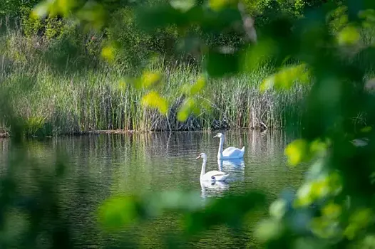 Жители Самарской области спасли четырех лебедей от браконьеров