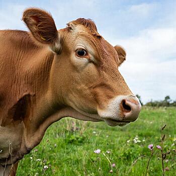 В Удмуртии корова лягнула доярку копытом в спину и сломала ей позвоночник