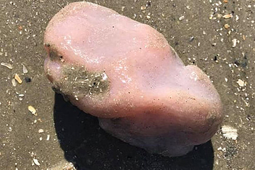 Найдено морское существо с телом, похожим на мозг