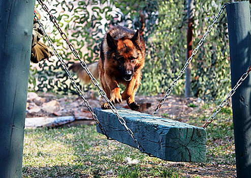В мотострелковом соединении Восточного военного округа начались тренировки сторожевых собак
