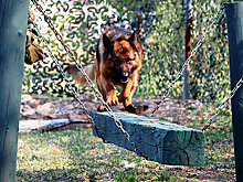 В мотострелковом соединении Восточного военного округа начались тренировки сторожевых собак
