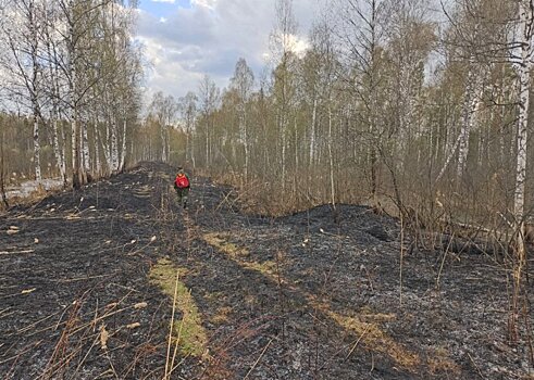 Одиннадцать лесных пожаров ликвидировали в Московской области за прошедшие выходные
