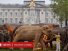 «Стадо из ста слонов» появилось возле Букингемского дворца в Лондоне