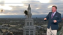 Видео: Гигантский паук напугал американского телеведущего