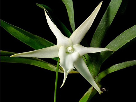 Редкую орхидею «Звезда Дарвина» можно увидеть в «Аптекарском огороде» с 17 августа