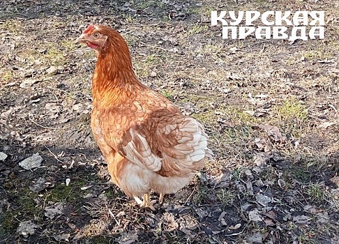 Курянин украл 131 початок кукурузы, чтобы накормить кур