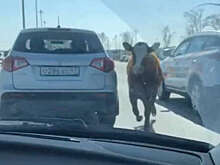 В Ленобласти бык игнорировал ПДД и помял несколько автомобилей