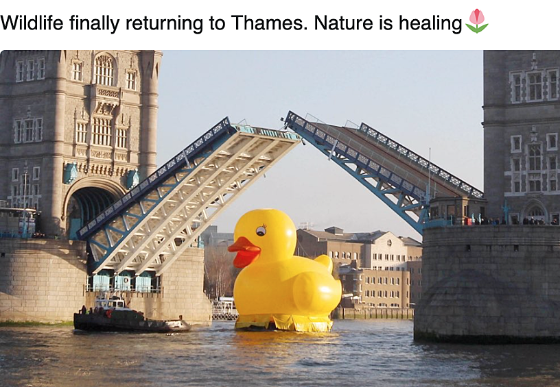 «Дикая природа наконец возвращаются в Темзу. Природа исцеляется»