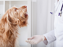 Женщина обманула службу скорой помощи, чтобы вызвать врача своей собаке