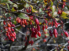 В окружном центре высадят барбарис