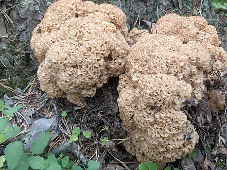 Свердловчанка нашла краснокнижные грибы, похожие на капусту