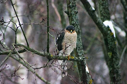 Пернатые хищники появились на Свободном проспекте