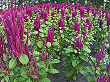 Украина в 6 раз увеличила посевы амаранта