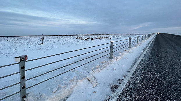 Ямальских водителей предупредили об опасности столкновения с оленями. ВИДЕО