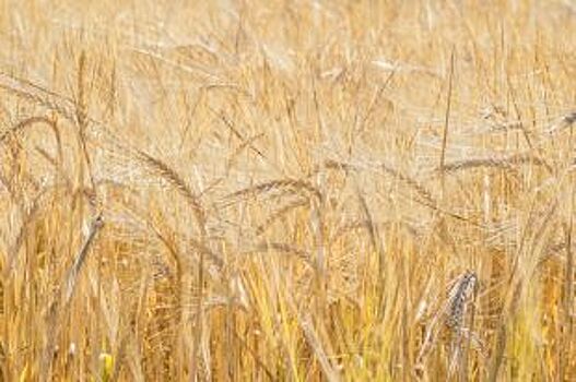 В Курской области заканчивается уборка зерновых