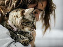 Приходите на выставку-пристройство бездомных котов