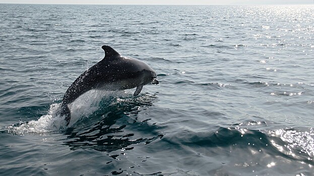 В Севастополе нашли тело дельфина