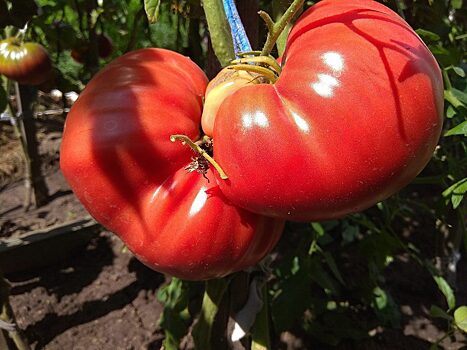20 августа в Минусинске пройдёт томатный праздник