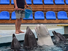 Животных (не) кормить. Как зоопарки переживают пандемию