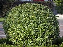 Вы должны с ними познакомиться! 8 прекрасных растений, названных в честь Жан-Мари Делавея