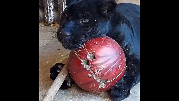 Черная пантера из Костромы стала звездой соцсетей после игры в боулинг