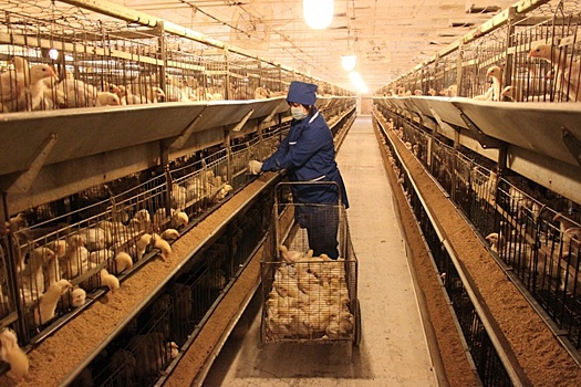 Приставы не дают остановить работу птицефабрики "Среднеуральской"