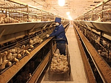 Приставы не дают остановить работу птицефабрики "Среднеуральской"