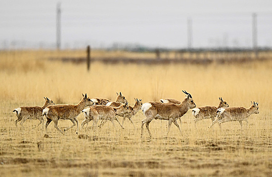 В Забайкалье поезд сбил стадо краснокнижных антилоп-дзеренов