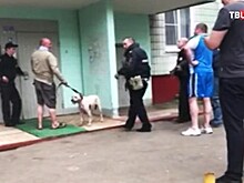 Амстафф и его неадекватный хозяин держат в страхе квартал на севере Москвы