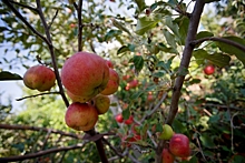 Просто и быстро: готовим вкусные моченые яблоки