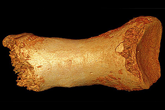 Скрещивание Homo sapiens и неандертальцев сдвинули на десятки тысяч лет назад