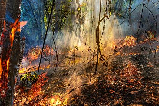 В районе Телецкого озера из-за лесного пожара введен режим ЧС