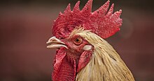 Из-за вспышки птичьего гриппа в Японии уничтожат 12 тысяч гусей