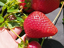 Курганцы выращивают огромную землянику голландских сортов