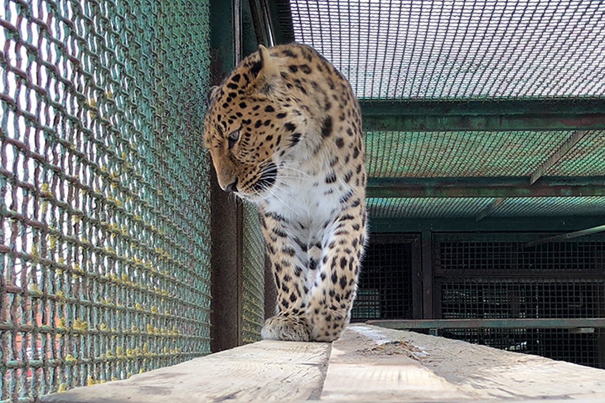 Московский зоопарк показал видео с реакцией леопарда Мизера на снег