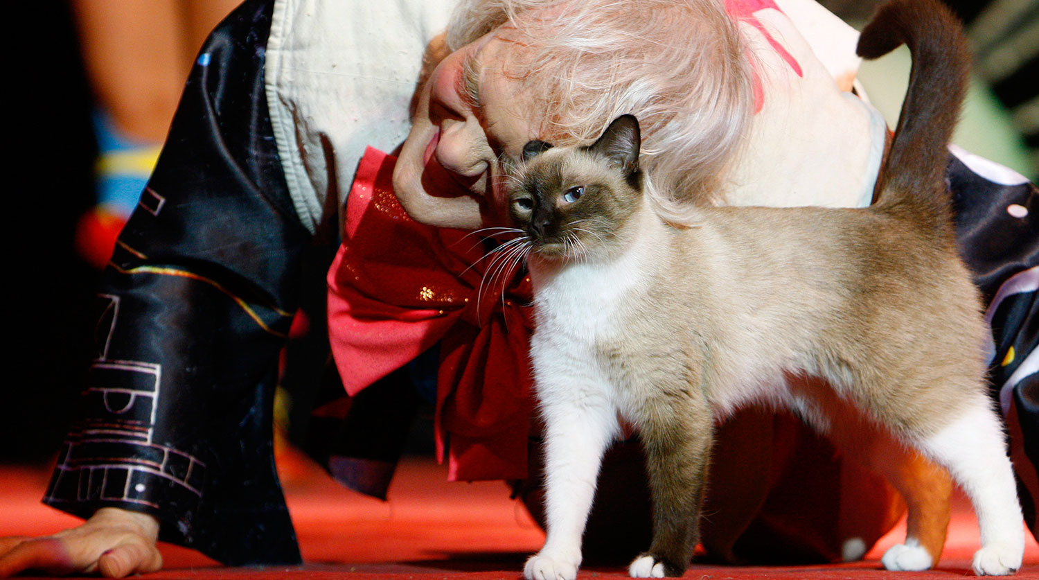 Переживший инфаркт Куклачев признался, что восстанавливается с помощью кошек