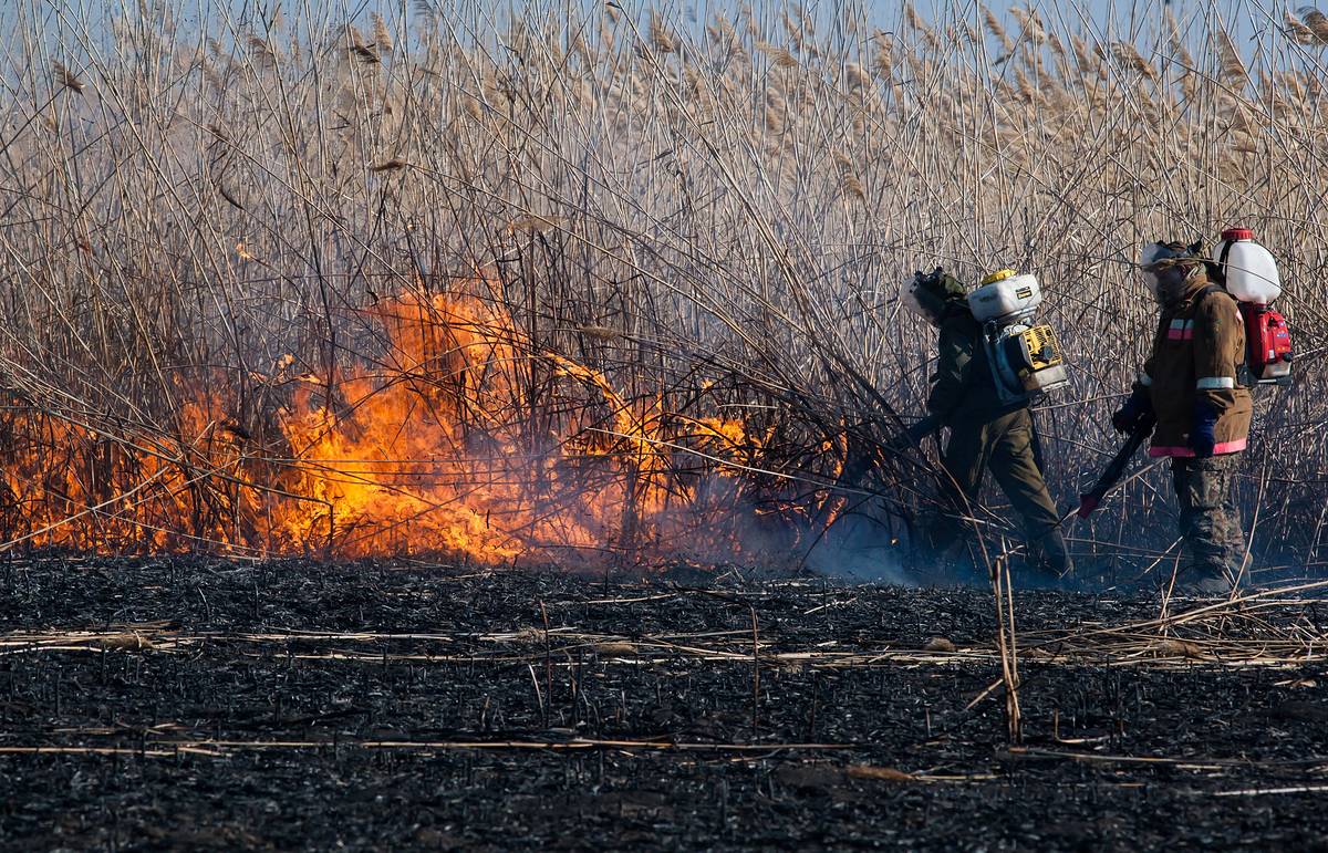 Площадь пожара в Астраханском заповеднике увеличилась почти в два раза