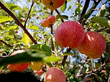 Куры и компостирование смогут улучшить качество яблок