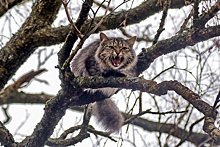 1 марта - День кошек в России: встречаем первый день весны с пушистыми питомцами