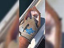 Видео со «счастливым» скатом взорвало интернет