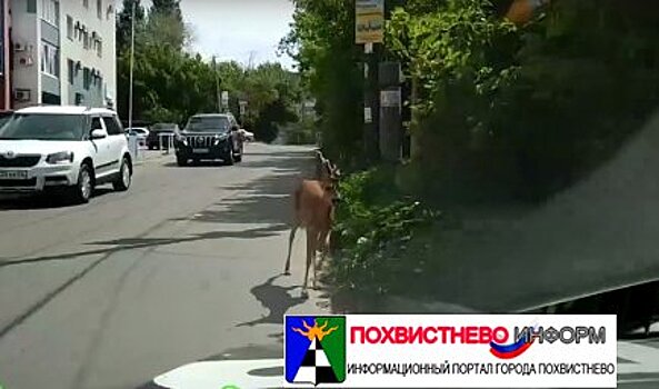 В Самаре очевидцы сняли на видео молодого оленя