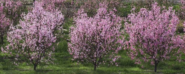 Крупнейший вишнёвый сад в 20 гектаров заложили в Московской области