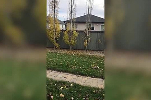 Мужчина вернул опавшие листья соседям