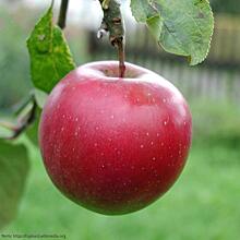 Австрийские ученые нашли в яблоке 100 миллионов бактерий