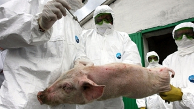 В Саратовской области выявлено два новых очага африканской чумы свиней