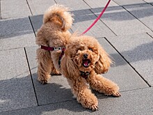 Кинолог предупредил о важных правилах в дрессировке собак