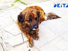 Нападение собаки на девочку расследует полиция Приморья