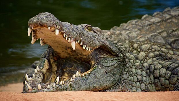 В Индии крокодилы спасли упавшего в реку пса